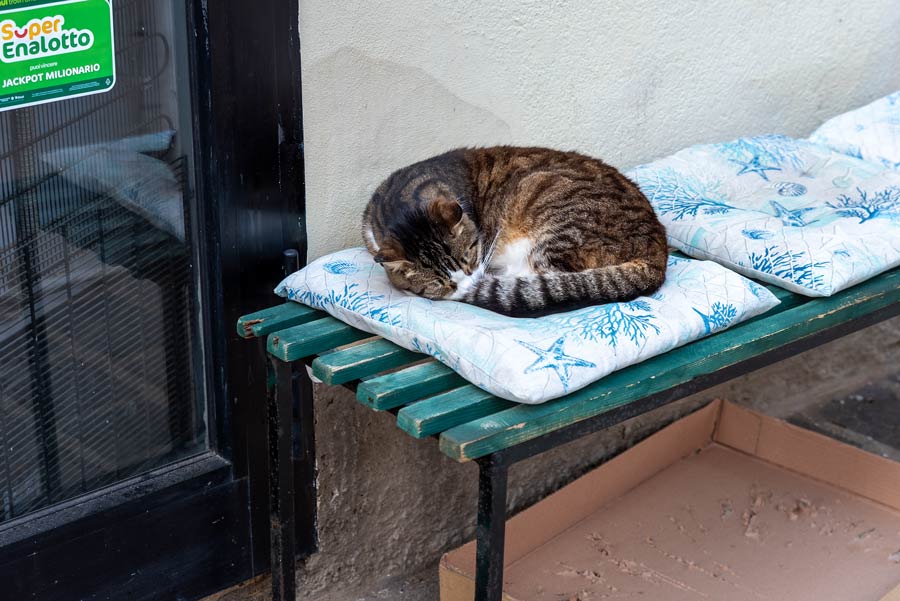 спящий котик в Каво