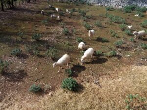 овцы на острове Црес