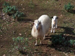 любопытная овца с ягненком