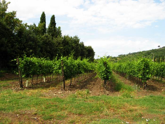 Тоскана - фото виноградника