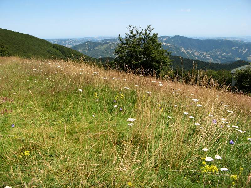 цветы и травы на лугу в Тоскане