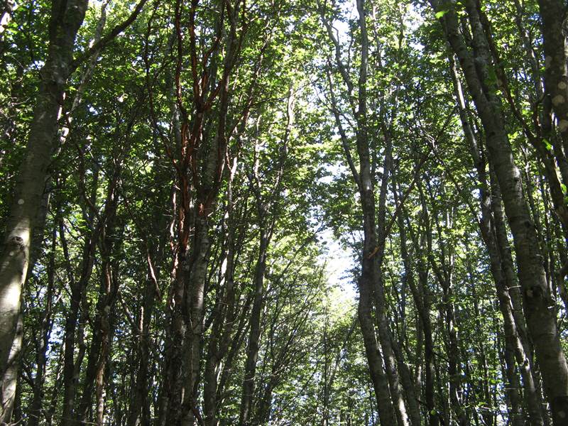 деревья в лесу Тосканы