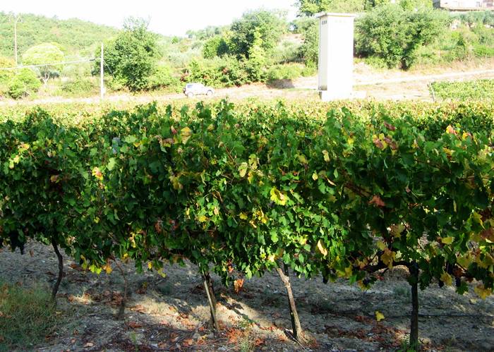 урожай винограда в Тоскане