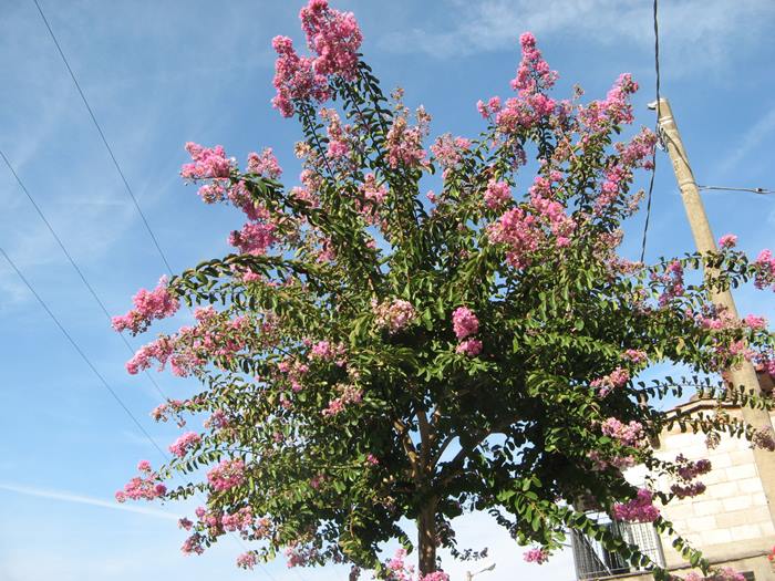 дерево цветёт в сентябре в Тоскане