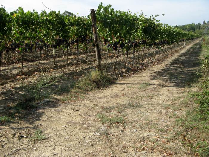 сентябрь 2018 - виноградник возле Ареццо