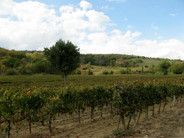 Тоскана в октябре - виноград убрали