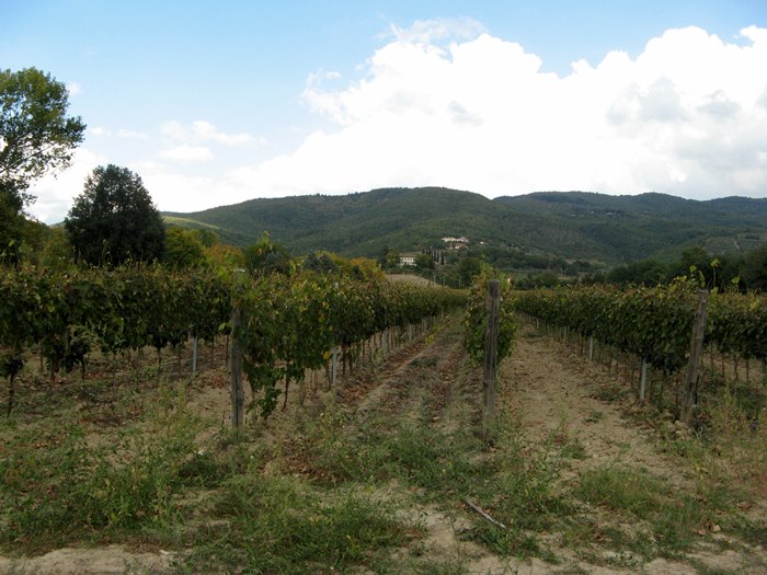 Тоскана в октябре - виноград на вино