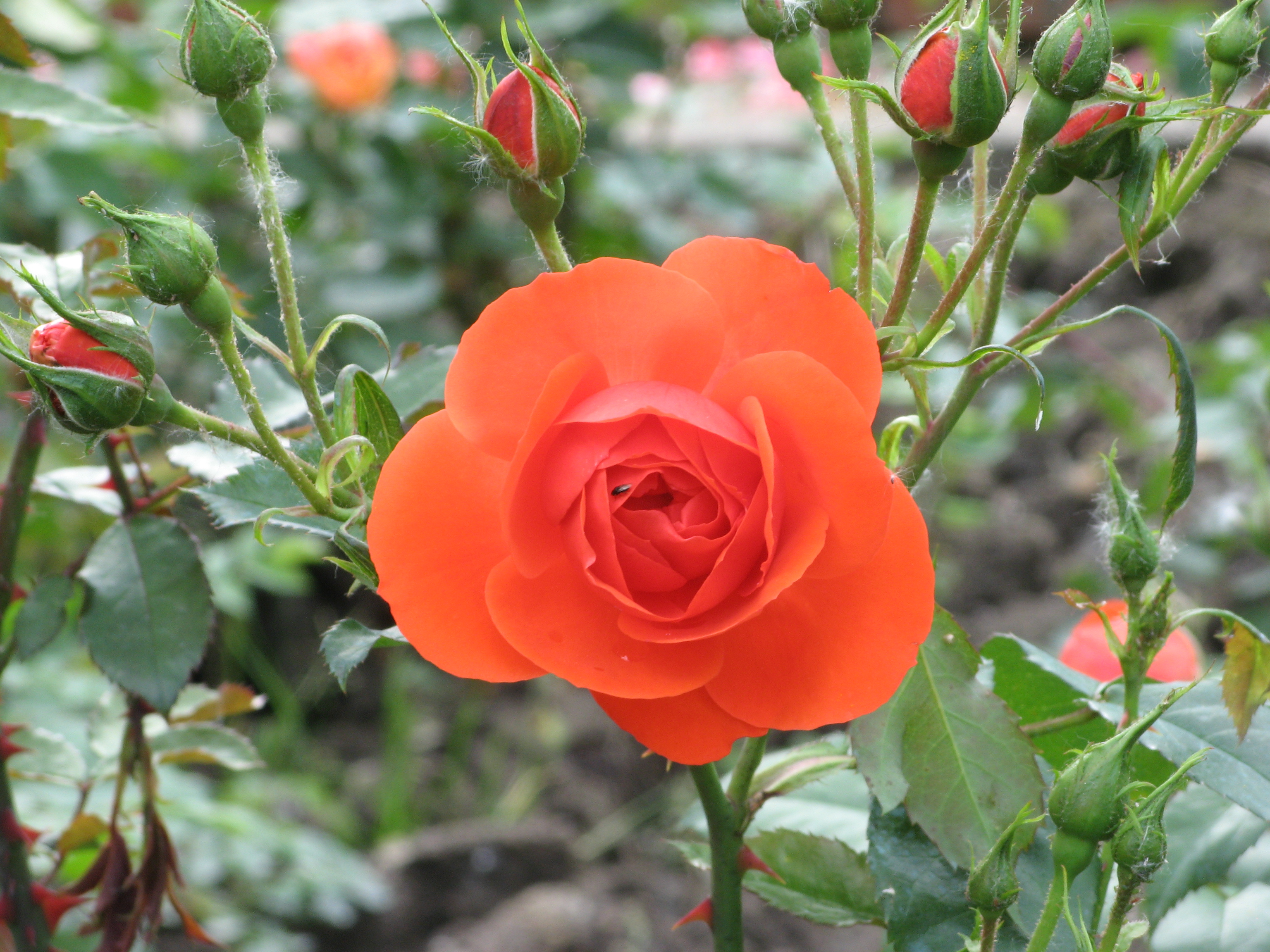цветение роз В Каврилье