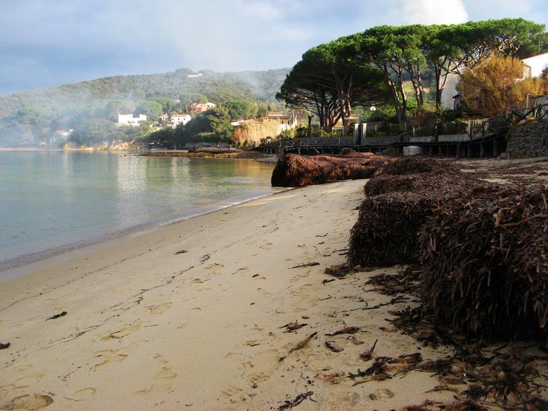 водоросли на песочном пляже на Эльбе