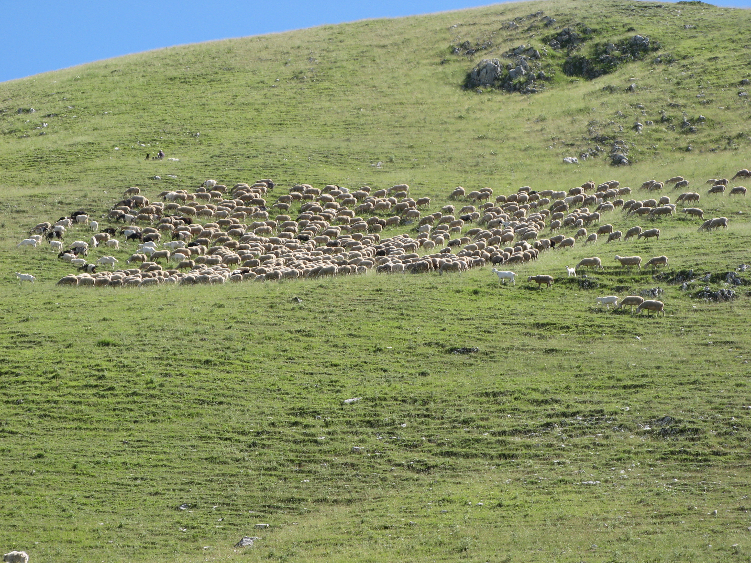 овцы нагуливают будущий овечий сыр