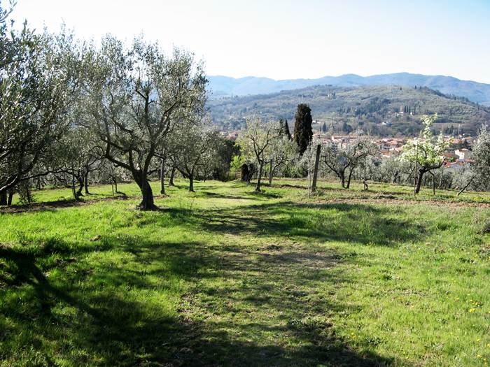 оливковая роща возле Ареццо