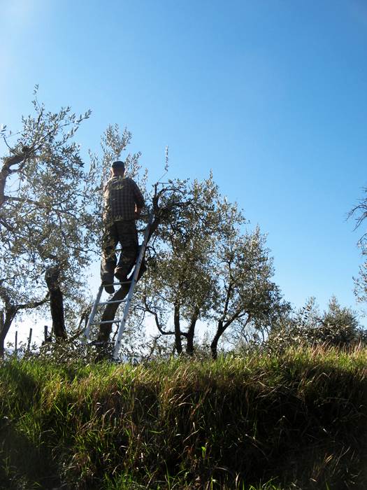 рабочий обрезает оливковое дерево