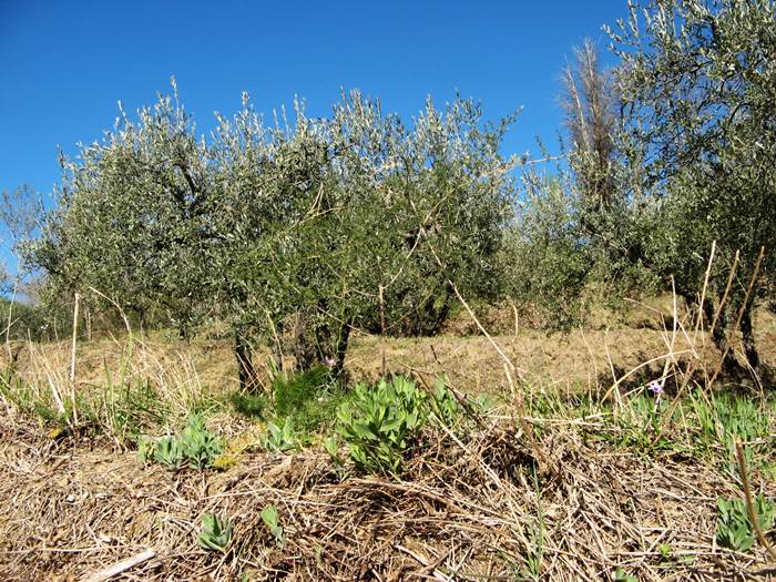 оливковые деревья на голубом фоне неба