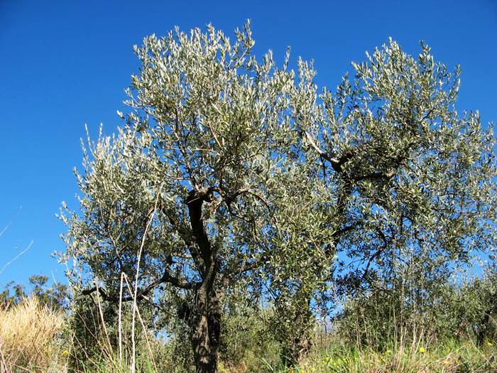 оливковое дерево, нуждающееся в обрезке