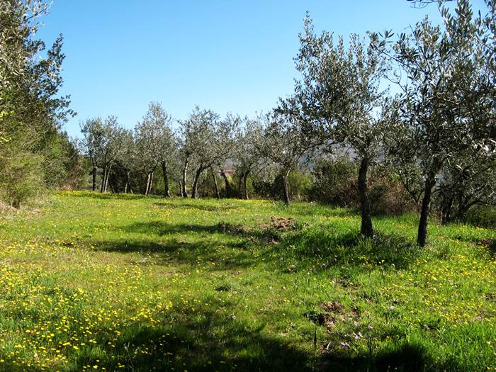 зелень и полевые цветы в оливковой роще