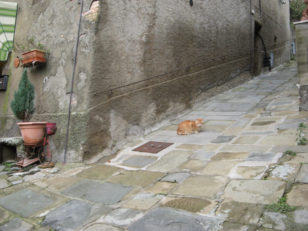кошка в Скрофиано