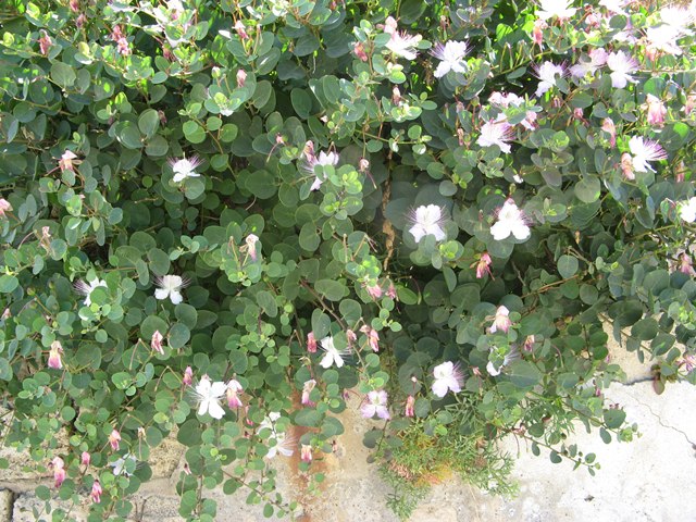 много цветов на острове Пьяноза