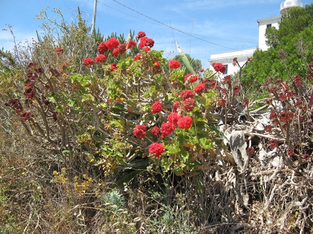 летнее цветение на острове Пьяноза
