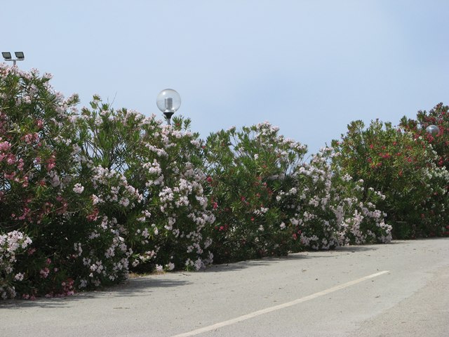 цветы на Пьянозе украшают старые дороги