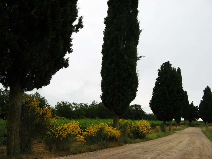 Тоскана в июне: кипарисы и луговые травы, цветы