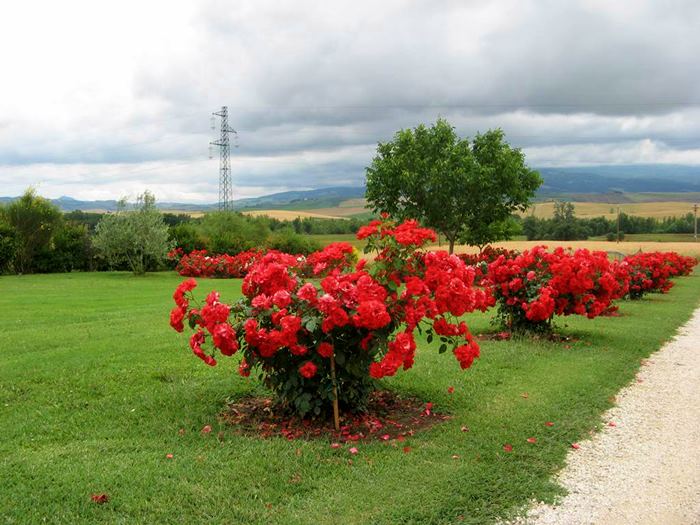 Тоскана в июне - цветение роз