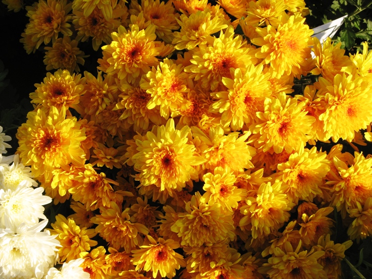 хризантемы в Санремо