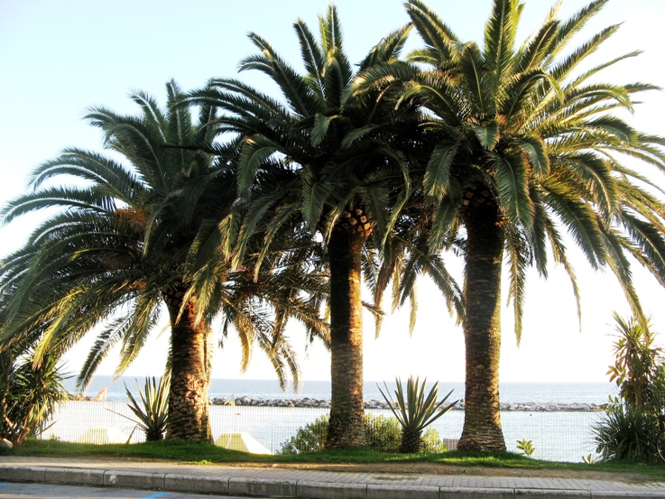 пальмы на набережной Санремо