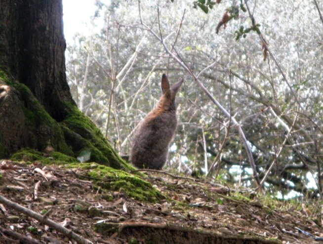 кролик на острове маджоре
