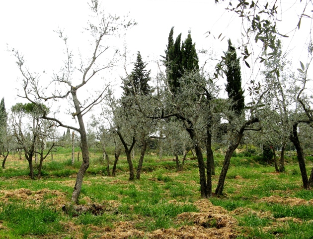 toskana-тоскана, оливковая роща