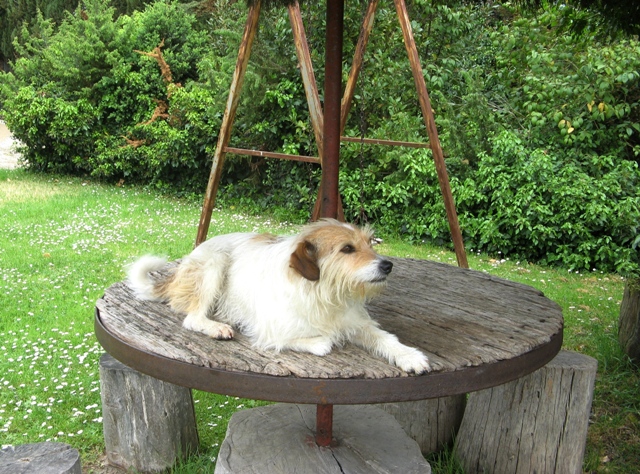 toskana-тоскана-домашний пёс
