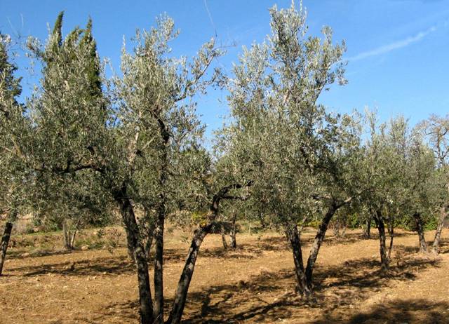 оливковая роща в Тоскане