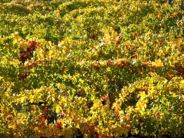 vinogradniki-виноградники пожелтели