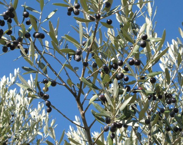 olivki-оливки