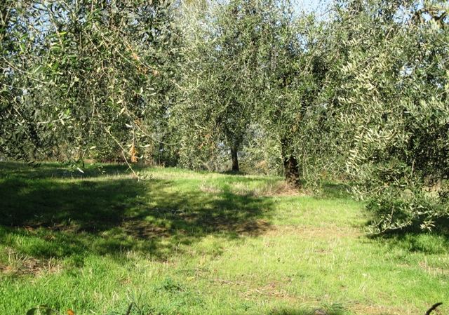 oliveto-оливето