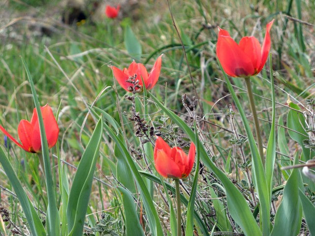 italia-v-aprele-дикие тюльпаны