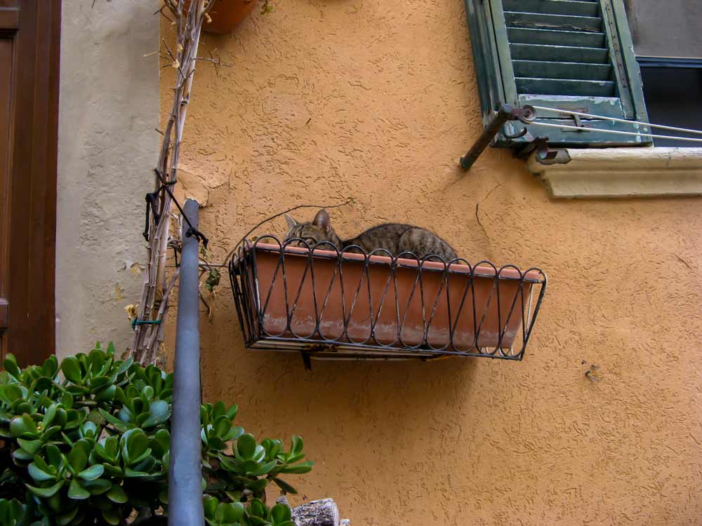 кот отдыхает в вазе для растений