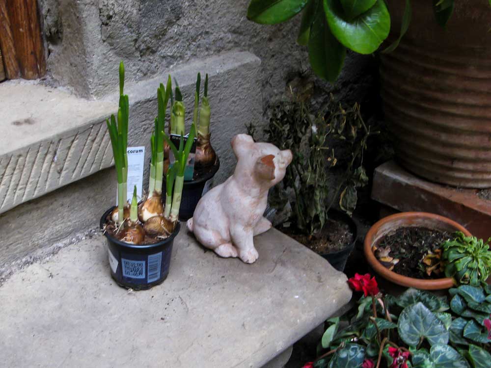 цветы и керамическая собачка на ступеньке