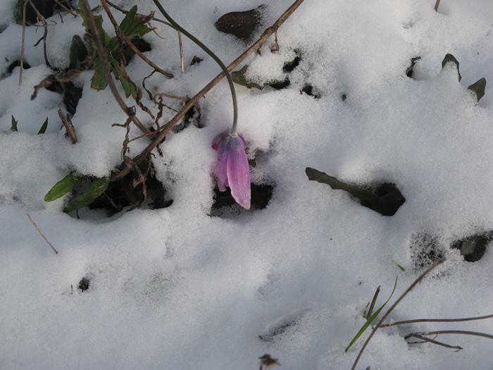 цветок среди снега