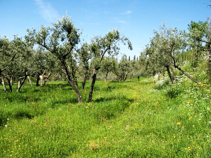 Тоскана - оливковая роща