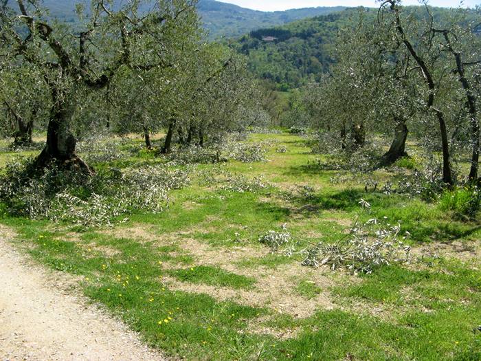 Тоскана весной - обрезка олив