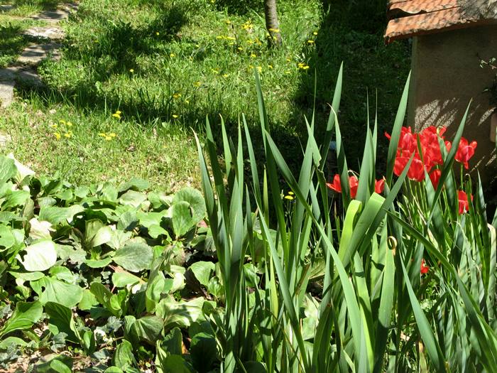 Тоскана весной - цветение тюльпанов
