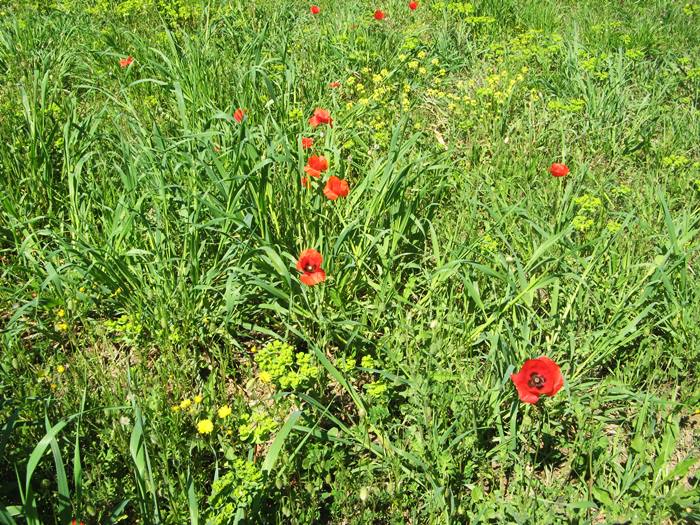 Весна в Тоскане - маки в траве