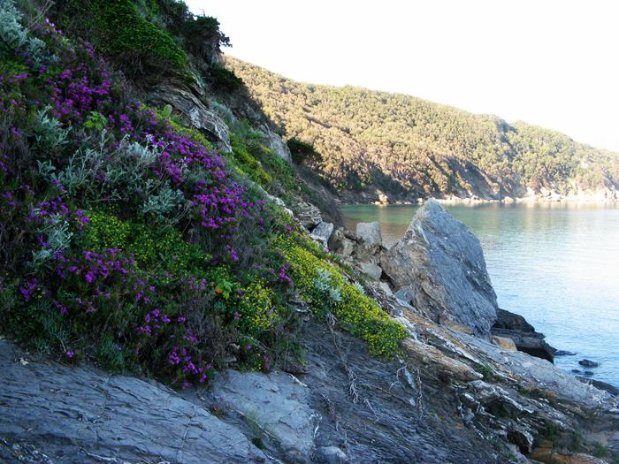 пляж Виттичио на Эльбе - цветение на скалах