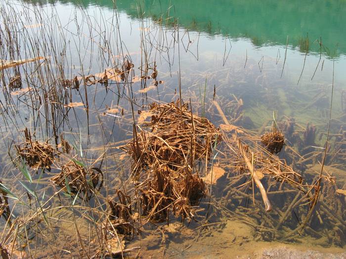 отложения серы на растениях в озере