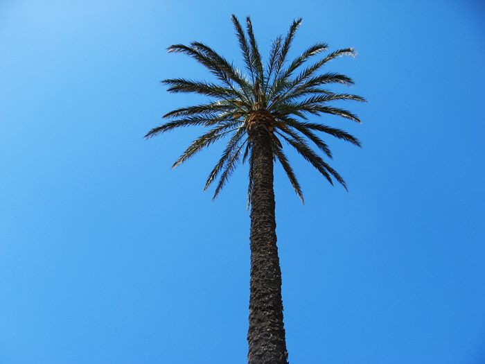 август в Италии - пальма у пляжа