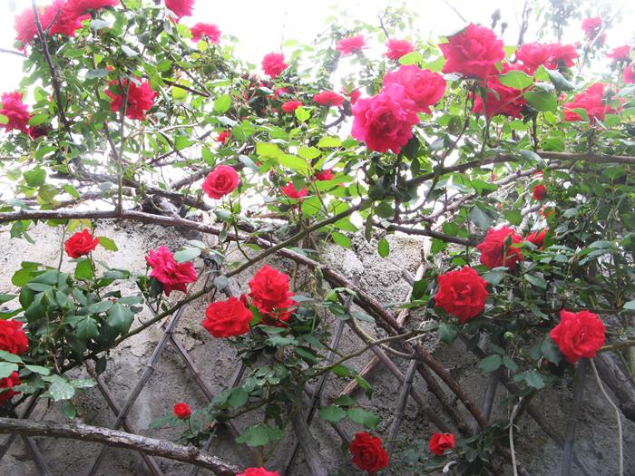розы в Киесси