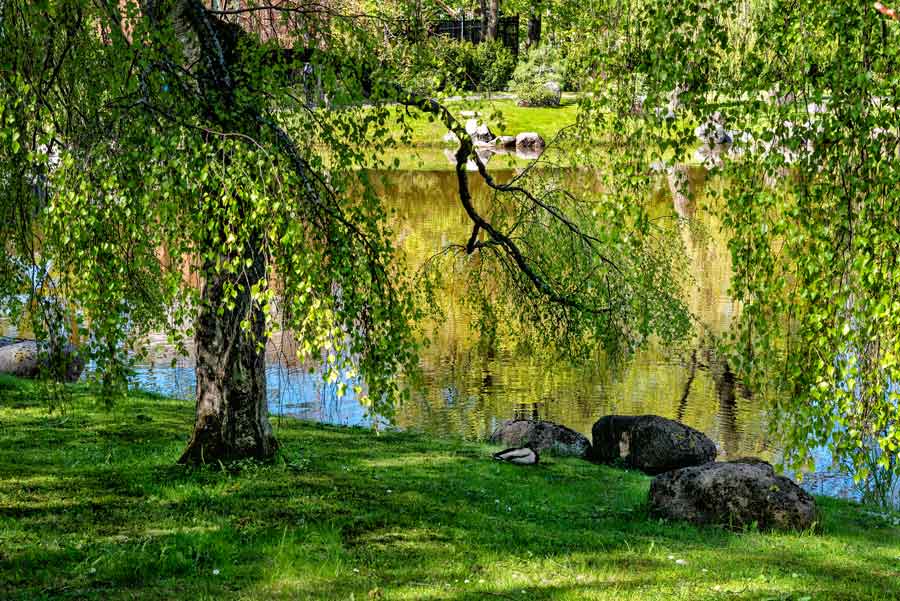 уголок Японского сада в Таллине