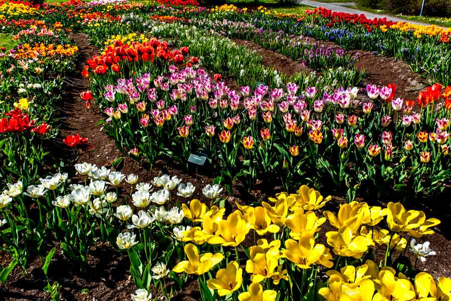 ботанический сад клумба с тюльпанами