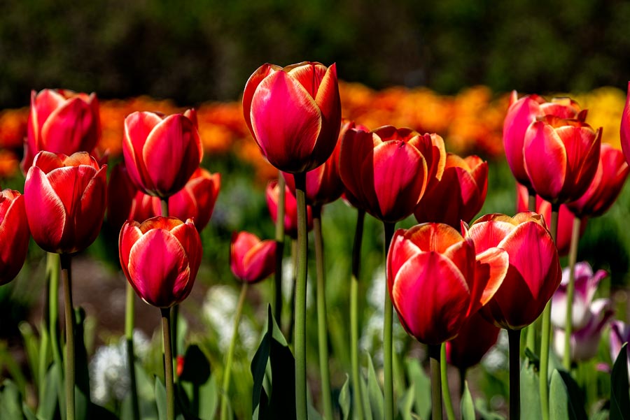 майские тюльпаны