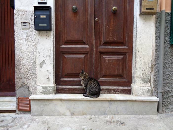 каполивери кот под дверью